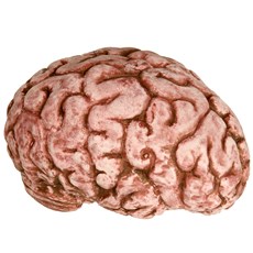 Bloody Brain (Latex)