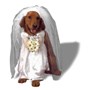 Pet Costume- Bride Dog