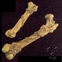 Humerus Bone, Prop
