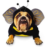 dog bee costume