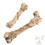 Femur Bone, Prop