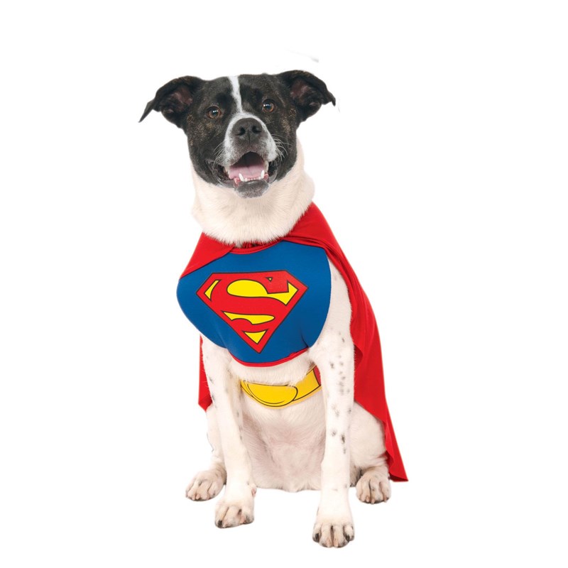 Superman Dog Costume for the 2022 Costume season.