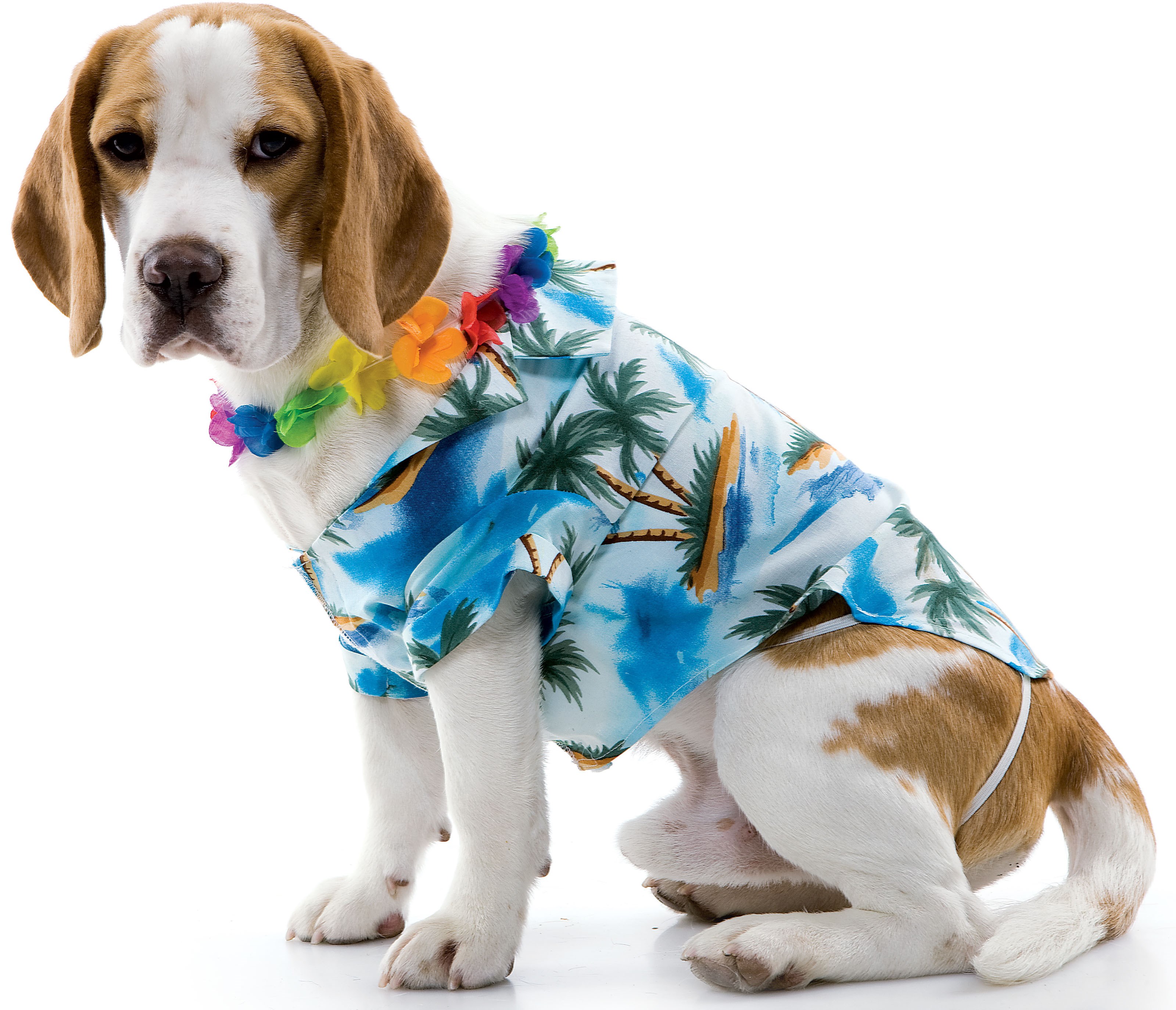 Hawaiian Dog Pet Costume