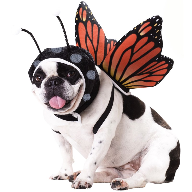 Butterfly Pet Costume for the 2022 Costume season.