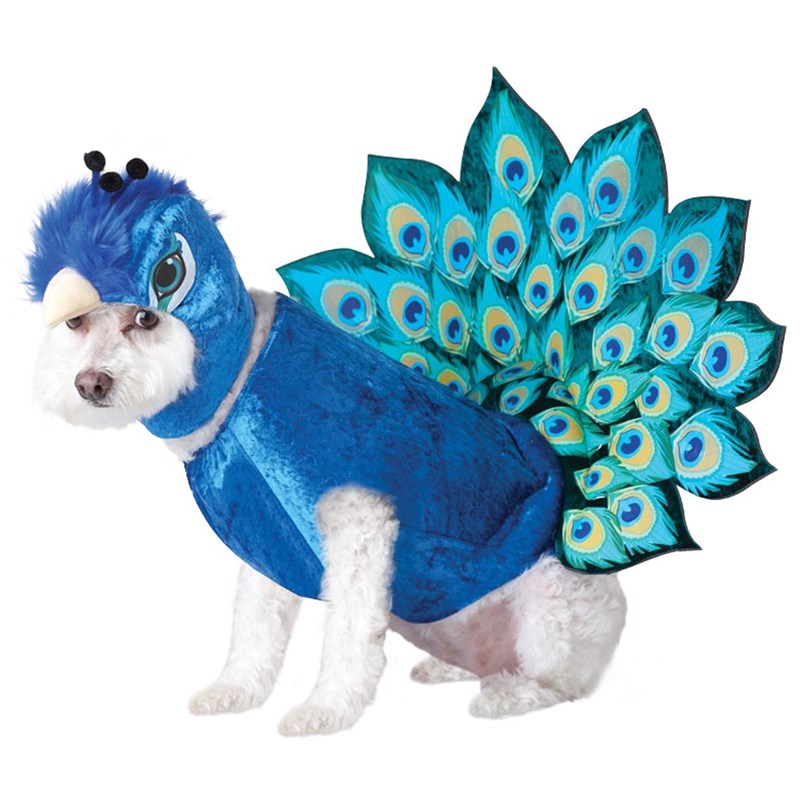 Peacock Pet Costume for the 2022 Costume season.