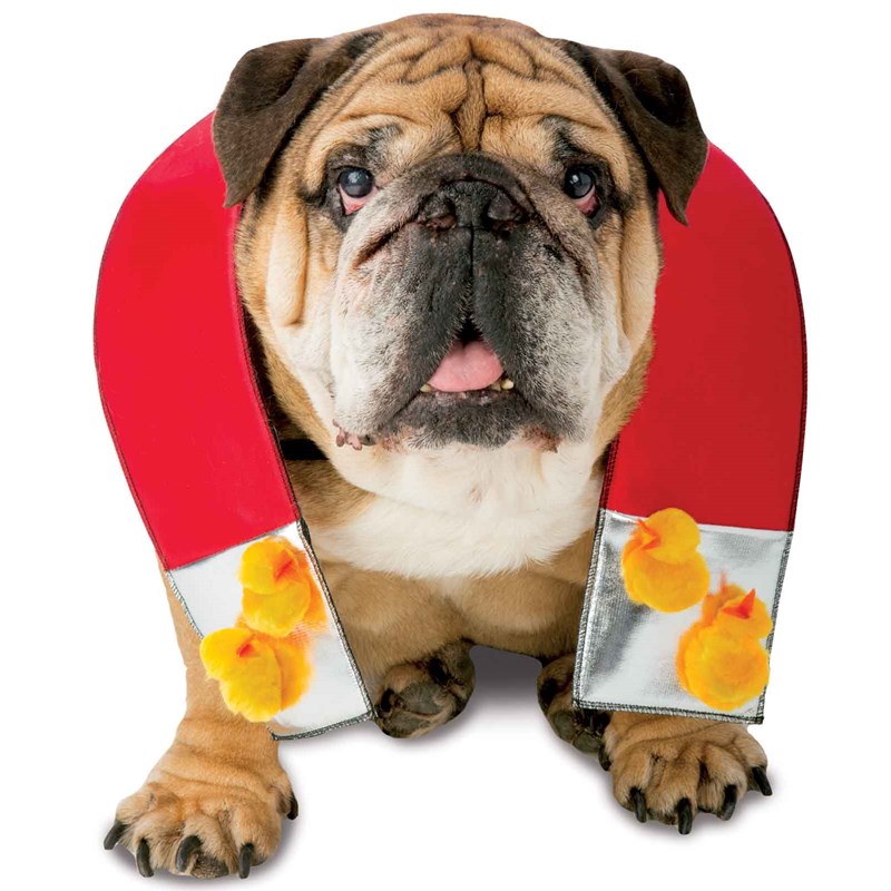 Chick Magnet Pet Costume for the 2022 Costume season.