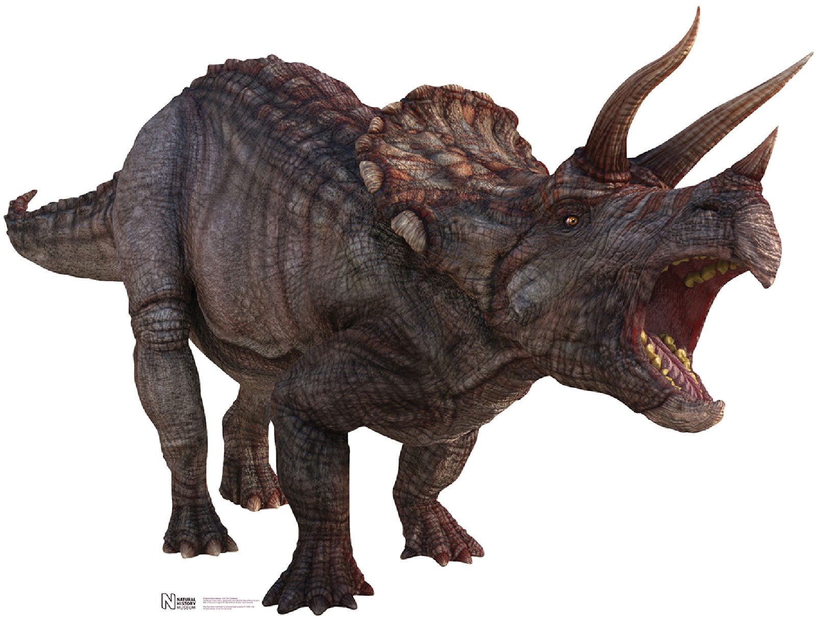 Triceratops Cardboard Stand Up 4